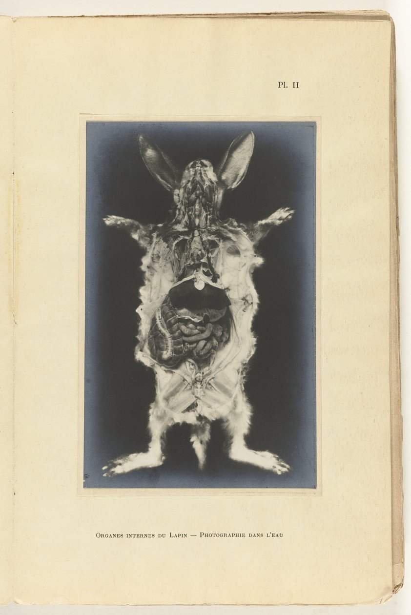 أرنب مقطوع بأعضاء مرئية Organes internes du lapin -Photographie dans l'eau بواسطة Adolphe Louis Donnadieu