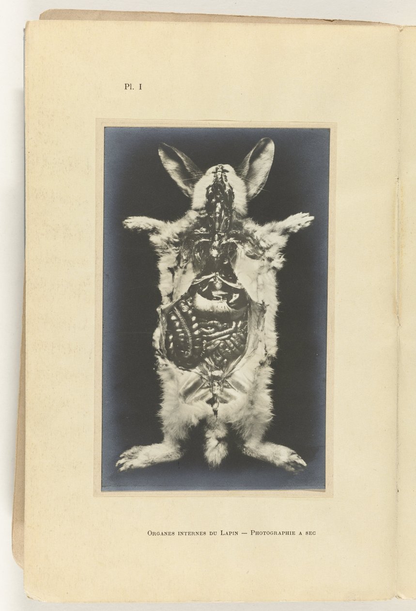 قطع الأرنب مفتوحًا مع ظهور الأعضاء Organes internes du lapin - Photography a sec بواسطة Adolphe Louis Donnadieu