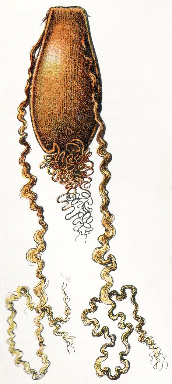 حالة بيض كاتشارك (Scyliorhinus) ، 1923 بواسطة أدولف فيليب ميلوت