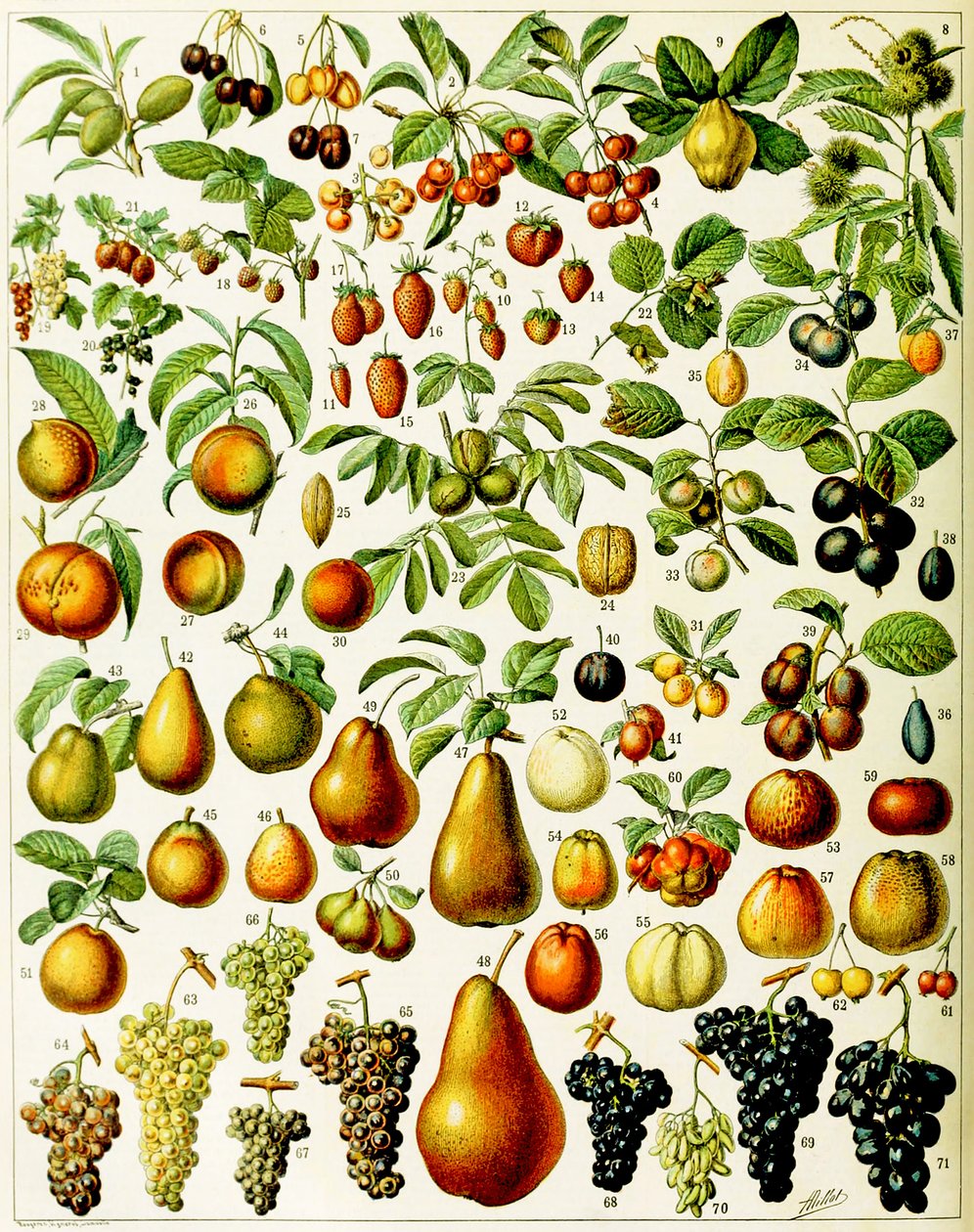 رسم توضيحي للفاكهة c.1923 بواسطة أدولف فيليب ميلوت