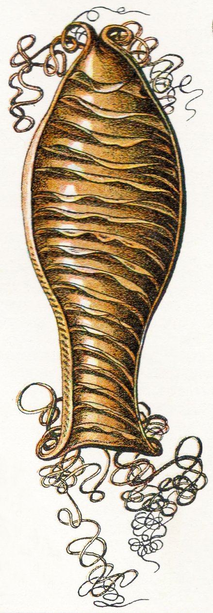 علبة بيض مدببة من كاتشارك (Scyliorhinus) ، 1923 بواسطة أدولف فيليب ميلوت