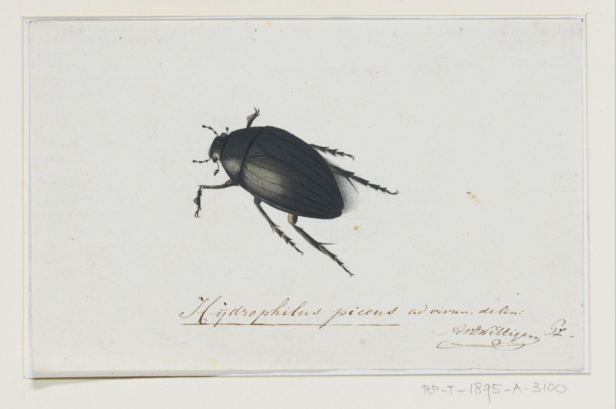 خنفساء الماء الأسود Hydrophilus picens (العنوان على الكائن) بواسطة Adriaan van der Willingen