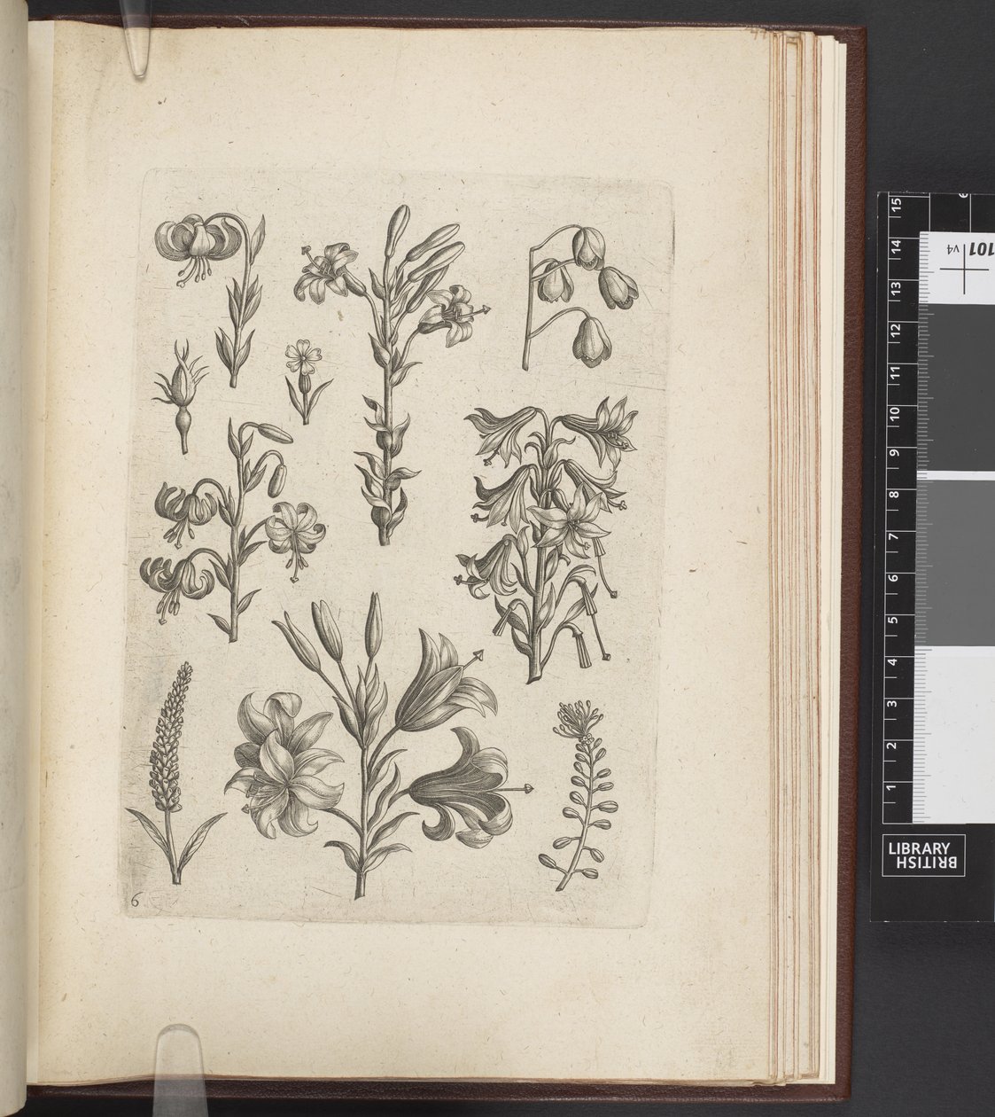 رسم توضيحي للنباتات ، Florilegium ab Hadrianus Collaert celatum et a Philip. نشره جالو ، أنتويرب بواسطة Adriaen (بعد) Collaert