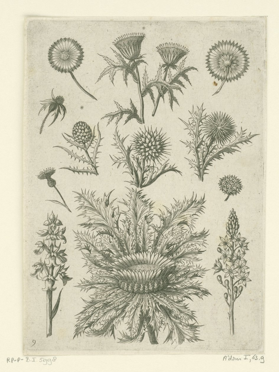 بعيدة بطرق مختلفة Florilegium (عنوان المسلسل) بواسطة أدريان كوليرت