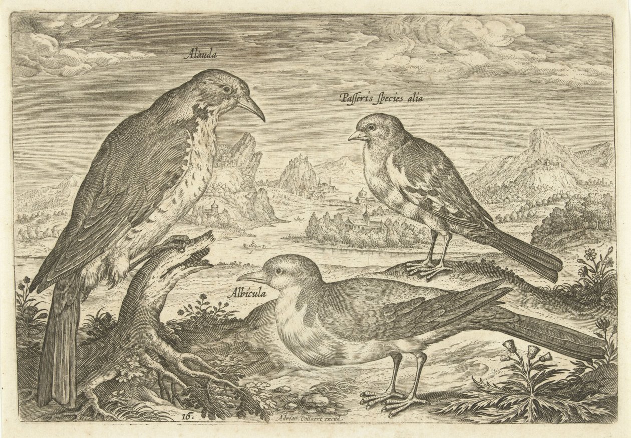 ثلاثة طيور في منظر طبيعي Avium Vivae (عنوان المسلسل) الطيور (عنوان السلسلة) بواسطة أدريان كوليرت