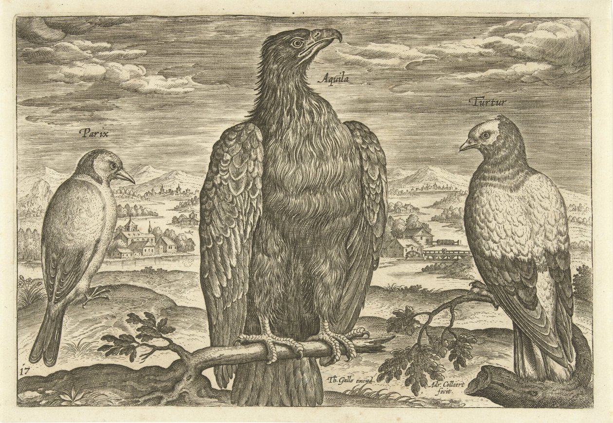 ثلاثة طيور في منظر طبيعي Avium Vivae (عنوان المسلسل) الطيور (عنوان السلسلة) بواسطة أدريان كوليرت
