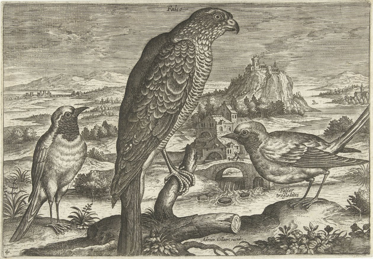 بعض الطيور في المناظر الطبيعية الطيور (عنوان السلسلة) Avium vivae (عنوان المسلسل) بواسطة أدريان كوليرت