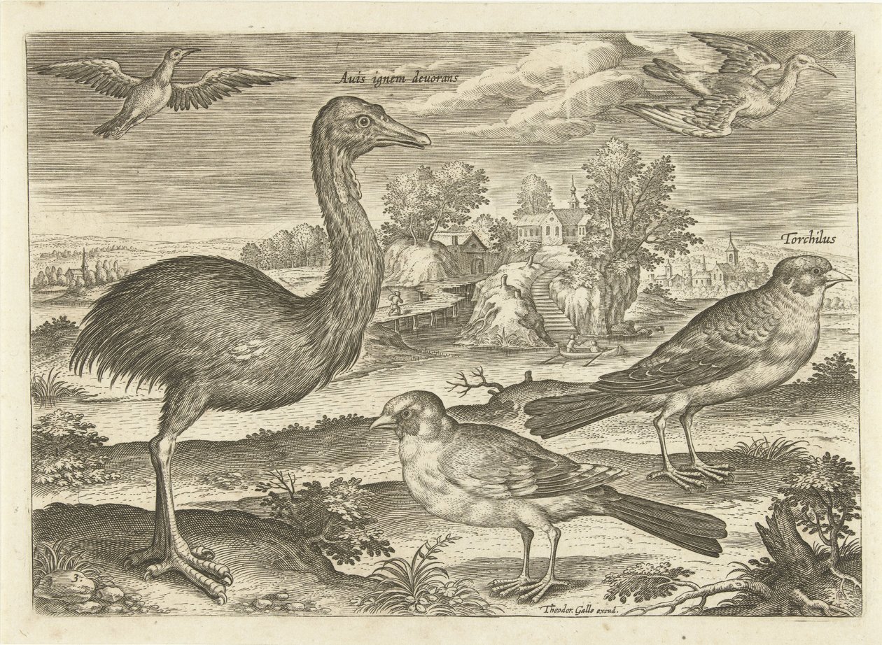 بعض الطيور في المناظر الطبيعية الطيور (عنوان السلسلة) Avium vivae (عنوان المسلسل) بواسطة أدريان كوليرت