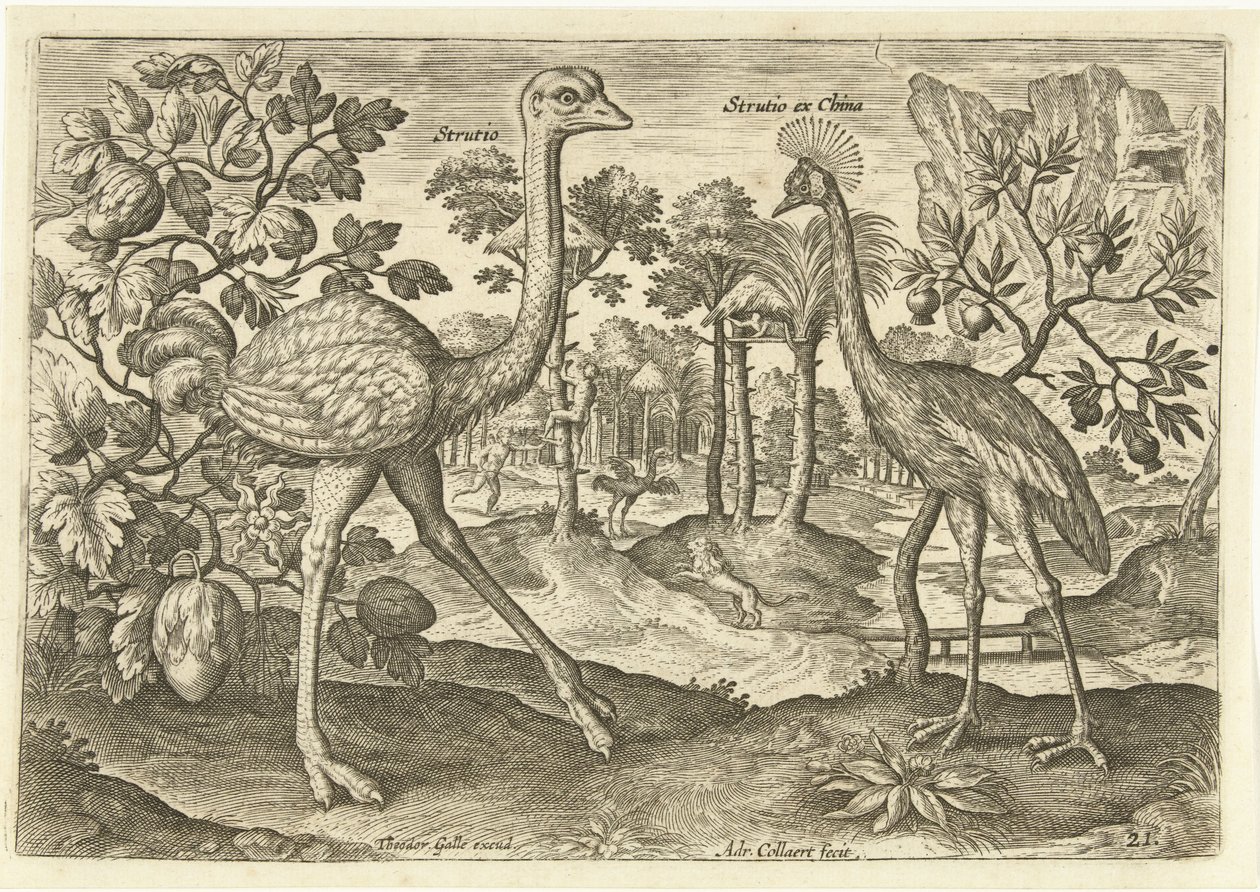 معدلان في منظر طبيعي Avium Vivae (عنوان المسلسل) الطيور (عنوان السلسلة) بواسطة أدريان كوليرت