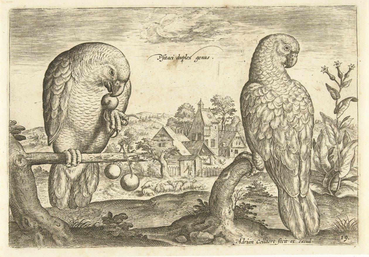 اثنين من الببغاوات في المناظر الطبيعية Avium Vivae (عنوان المسلسل) الطيور (عنوان السلسلة) بواسطة أدريان كوليرت