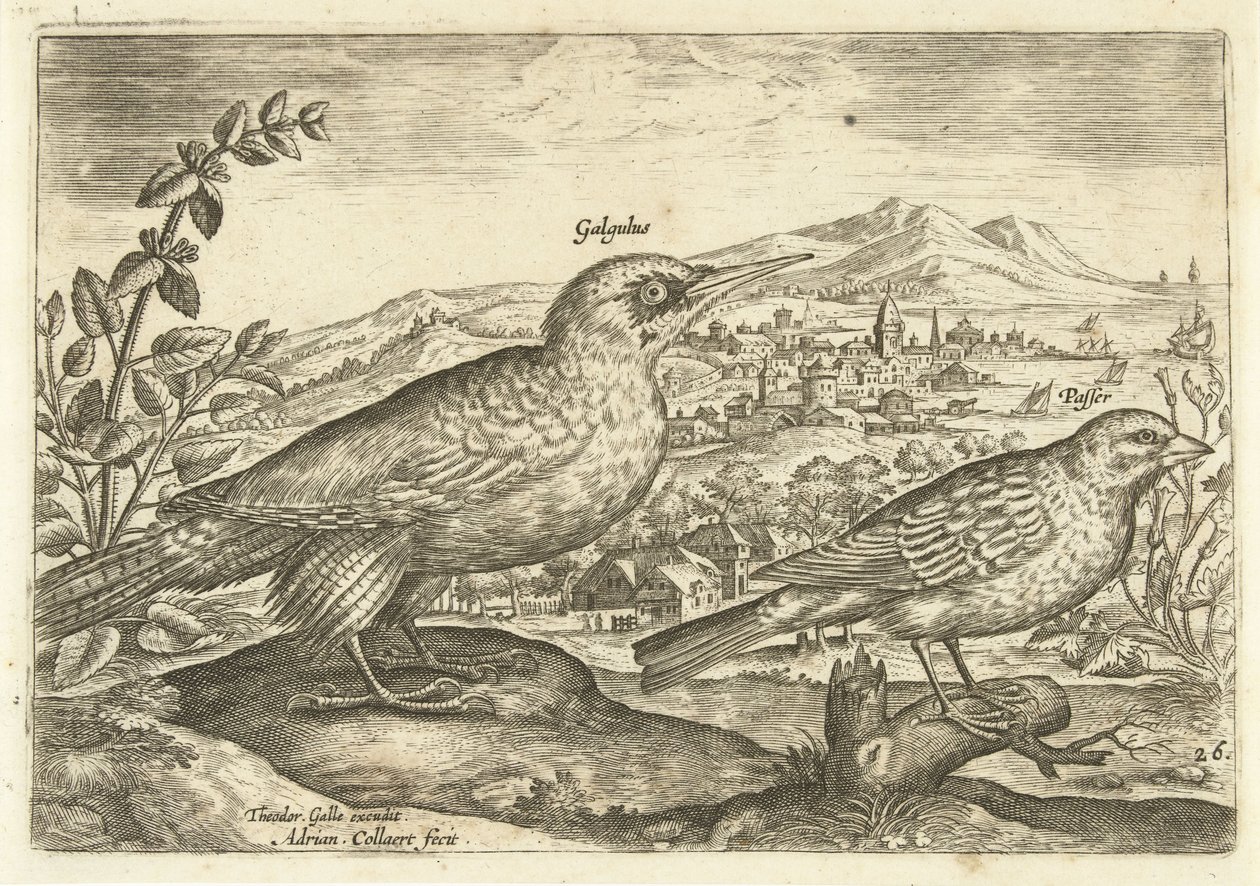 عصفورين في منظر طبيعي Avium Vivae (عنوان المسلسل) الطيور (عنوان السلسلة) بواسطة أدريان كوليرت