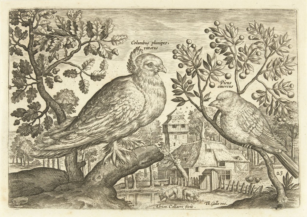 عصفورين في منظر طبيعي Avium Vivae (عنوان المسلسل) الطيور (عنوان السلسلة) بواسطة أدريان كوليرت