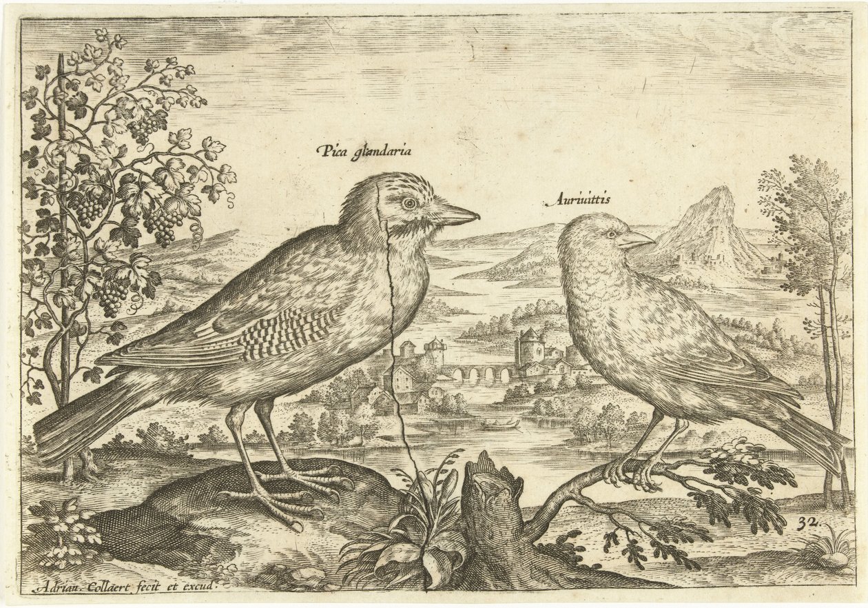 عصفورين في منظر طبيعي الطيور (عنوان السلسلة) Avium Vivae (عنوان المسلسل) بواسطة أدريان كوليرت