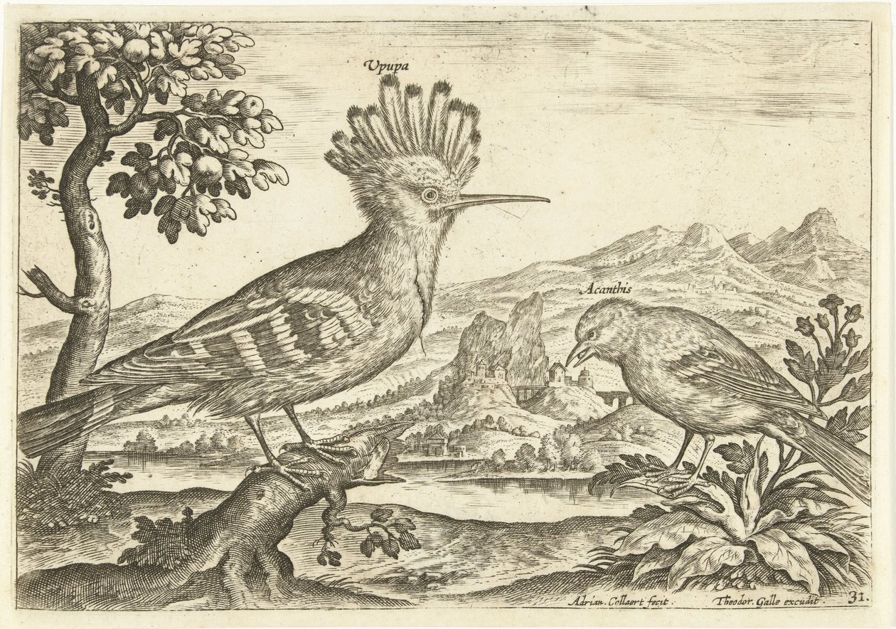 عصفورين في منظر طبيعي الطيور (عنوان السلسلة) Avium Vivae (عنوان المسلسل) بواسطة أدريان كوليرت