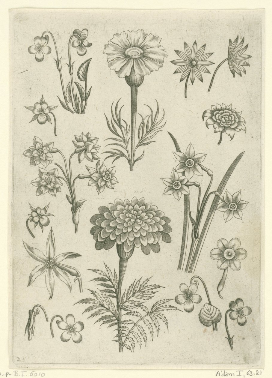 زهور مختلفة ، زهور الزنبق والنرجس Florilegium (عنوان المسلسل) بواسطة أدريان كوليرت