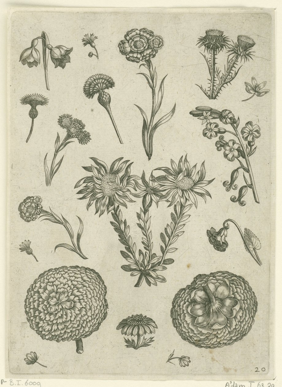 زهور مختلفة ، بما في ذلك الأقحوان والشوك Florilegium (عنوان السلسلة) بواسطة أدريان كوليرت