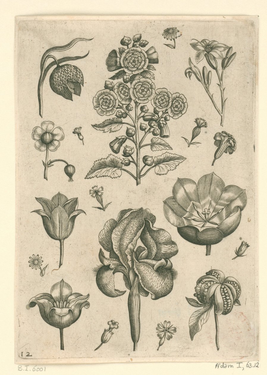 زهور مختلفة بما في ذلك القزحية و Pansy Florilegium (عنوان السلسلة) بواسطة أدريان كوليرت
