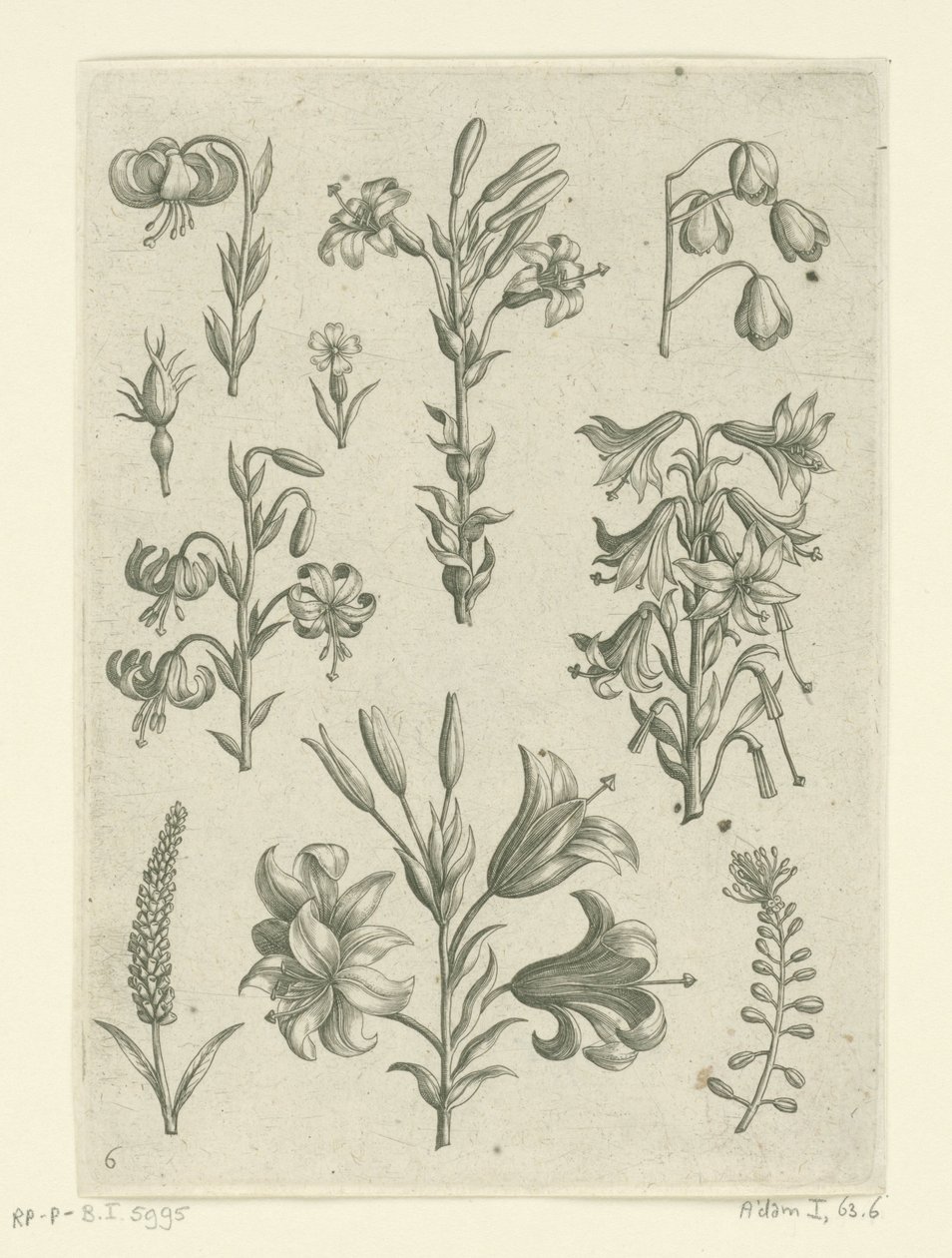 أربع زنابق كبيرة وبعض الزهور الصغيرة Florilegium (عنوان المسلسل) بواسطة أدريان كوليرت