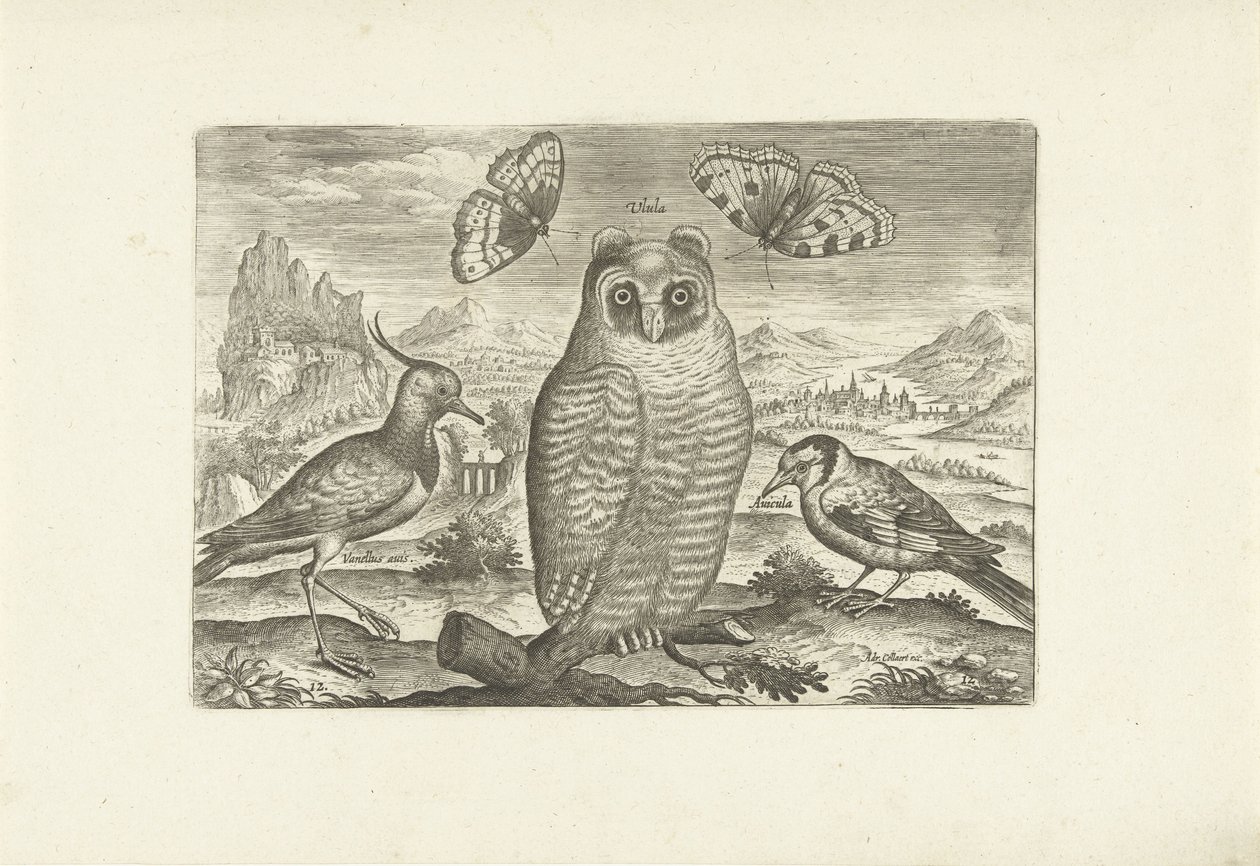 الطيور والفراشات في المناظر الطبيعية الطيور (عنوان السلسلة) Avium vivae (عنوان المسلسل) بواسطة أدريان كوليرت