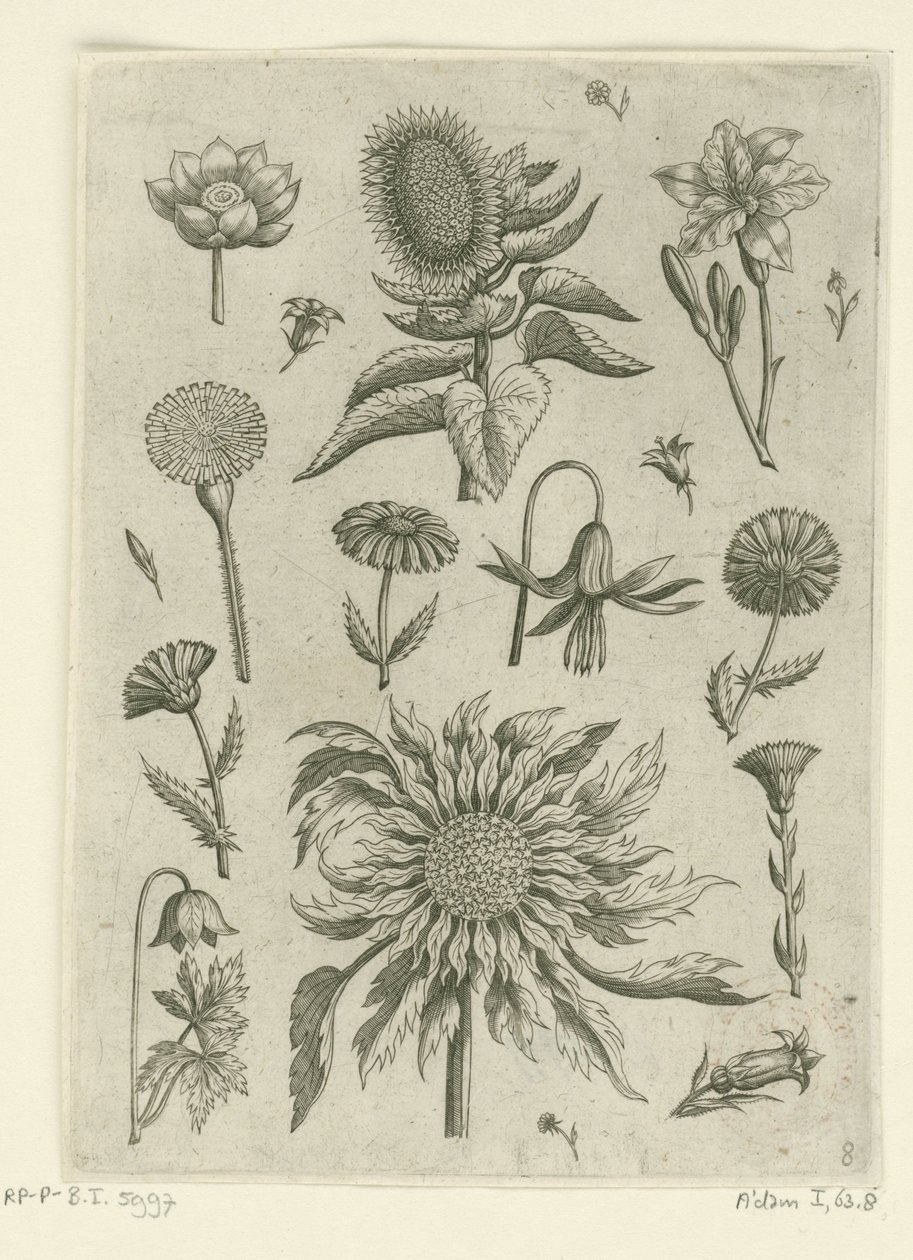 عباد الشمس والزهور الأخرى. Florilegium (عنوان المسلسل) بواسطة أدريان كوليرت