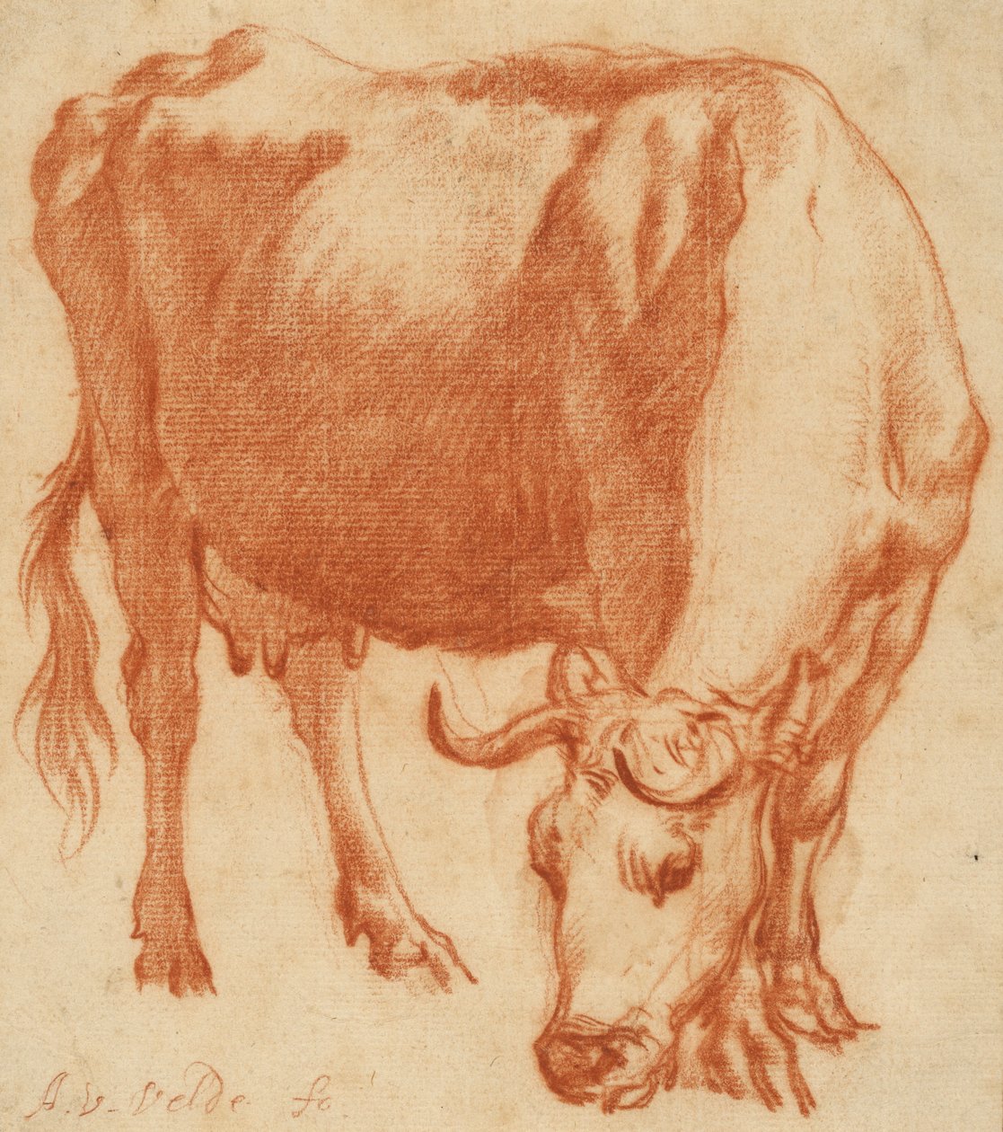 رعي بقرة ، c.1663 (رسم الطباشير الأحمر) بواسطة أدريان فان دي فيلدي