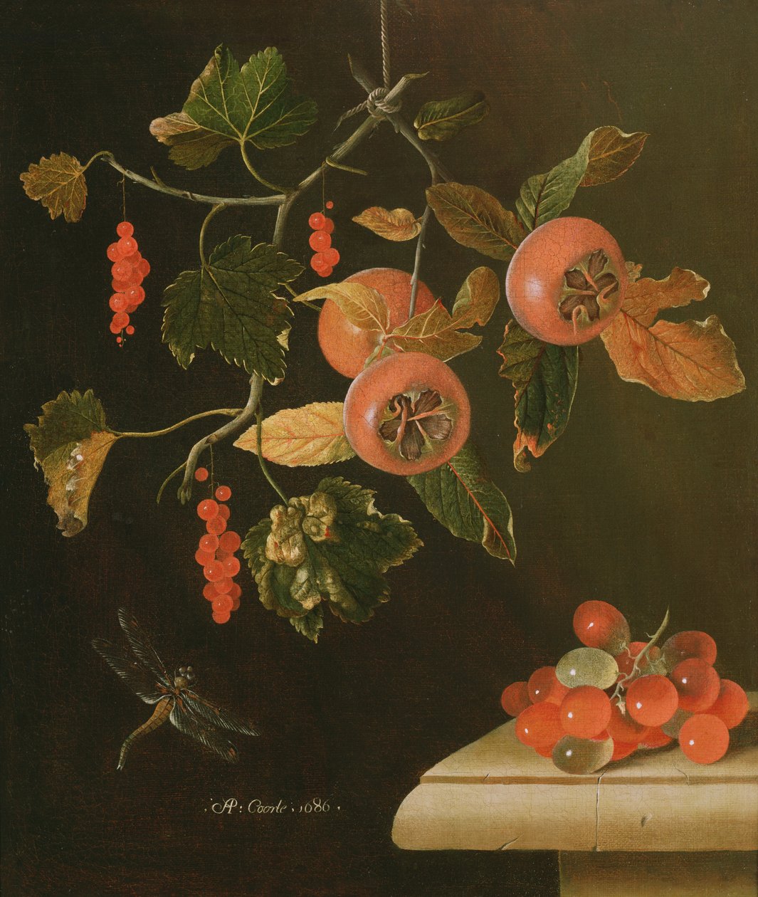 لا تزال حياة Medlars ، Redcurrants ، Grapes و Dragonfly ، 1686 بواسطة أدريان كورتي