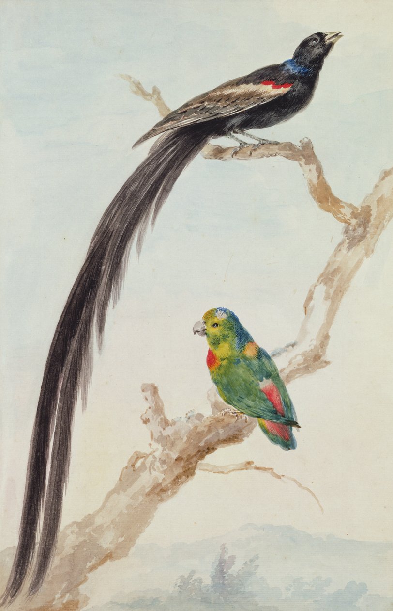 طائر أرملة طويل الذيل وببغاء معلق أزرق اللون ، 1783 (طباشير ، مرحاض وقلم رصاص على ورق) بواسطة عيرت شومان