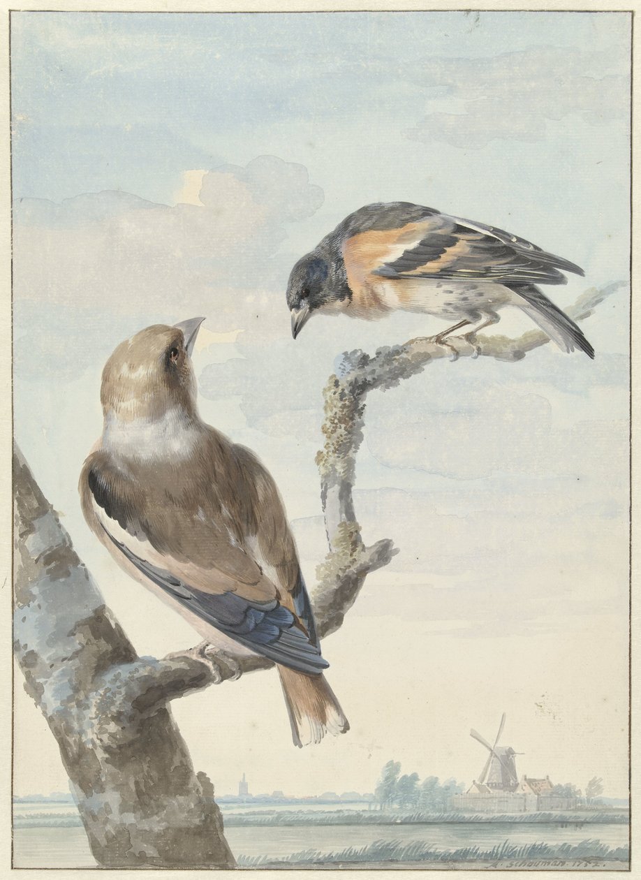 عصفورين: الزعرور (Coccothraustes coccothraustes) و (Fringilla montifringilla) بواسطة عيرت شومان