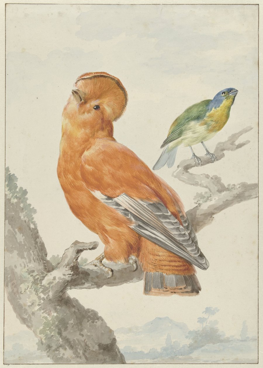 عصفوران غريبان عصفوران: الديك البرتقالي (Rupicola rupicola) ورايات قوس قزح (Passerina leclancherii) بواسطة عيرت شومان