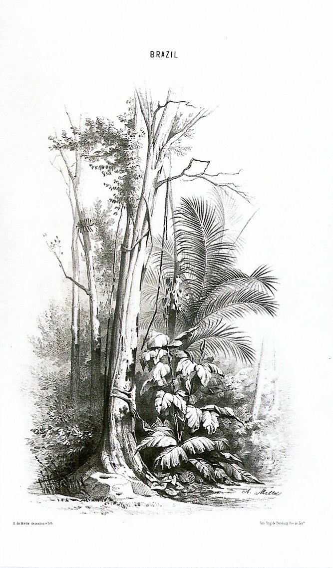 منظر غابة - البرازيل بواسطة Agostinho Jose da Mota