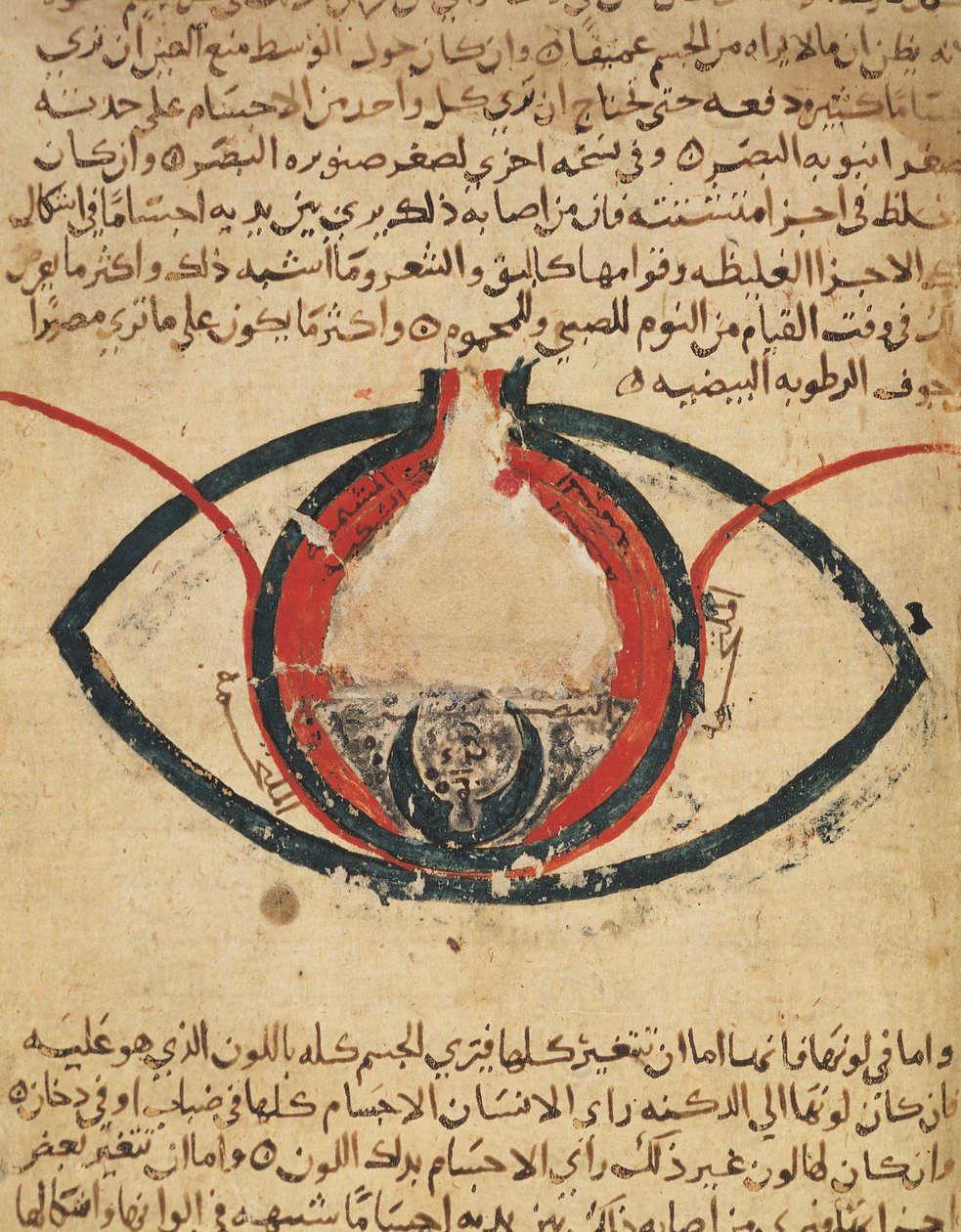 تشريح العين ، من كتاب عن أمراض العيون بواسطة المطديبي