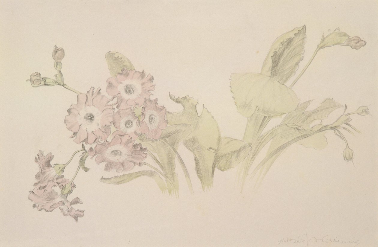 Auricula (مرحاض وقلم رصاص على ورق) بواسطة ألبرت ويليامز