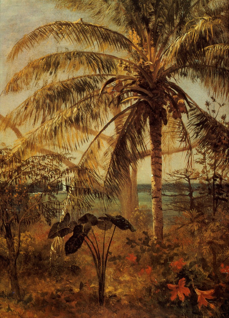 شجرة النخيل ، ناسو ، 1892 بواسطة ألبرت بيرشتات