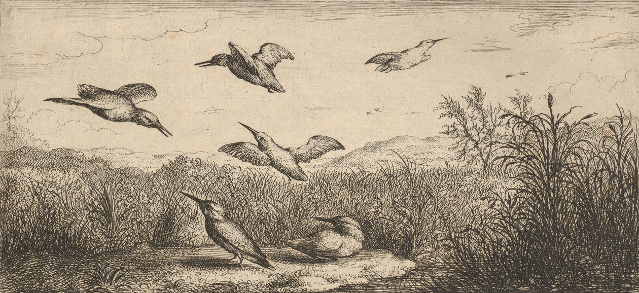 Alcedo ، Martin-pescheur The Kingfisher: Livre d'Oyseaux Book of Birds ، 1655-1660. ، بواسطة ألبرت فلمش