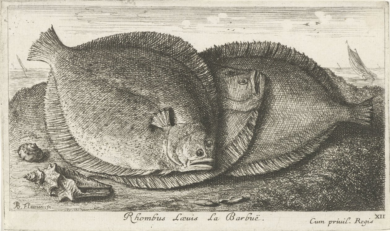ثلاث فراخ على الشاطئ Rhombus Laeuis La Barbuë (العنوان على الكائن) الأسماك والمخلوقات البحرية الأخرى - السلسلة الثالثة للمياه المالحة (عنوان السلسلة) Poissons de Mer (عنوان السلسلة) بواسطة ألبرت فلمش