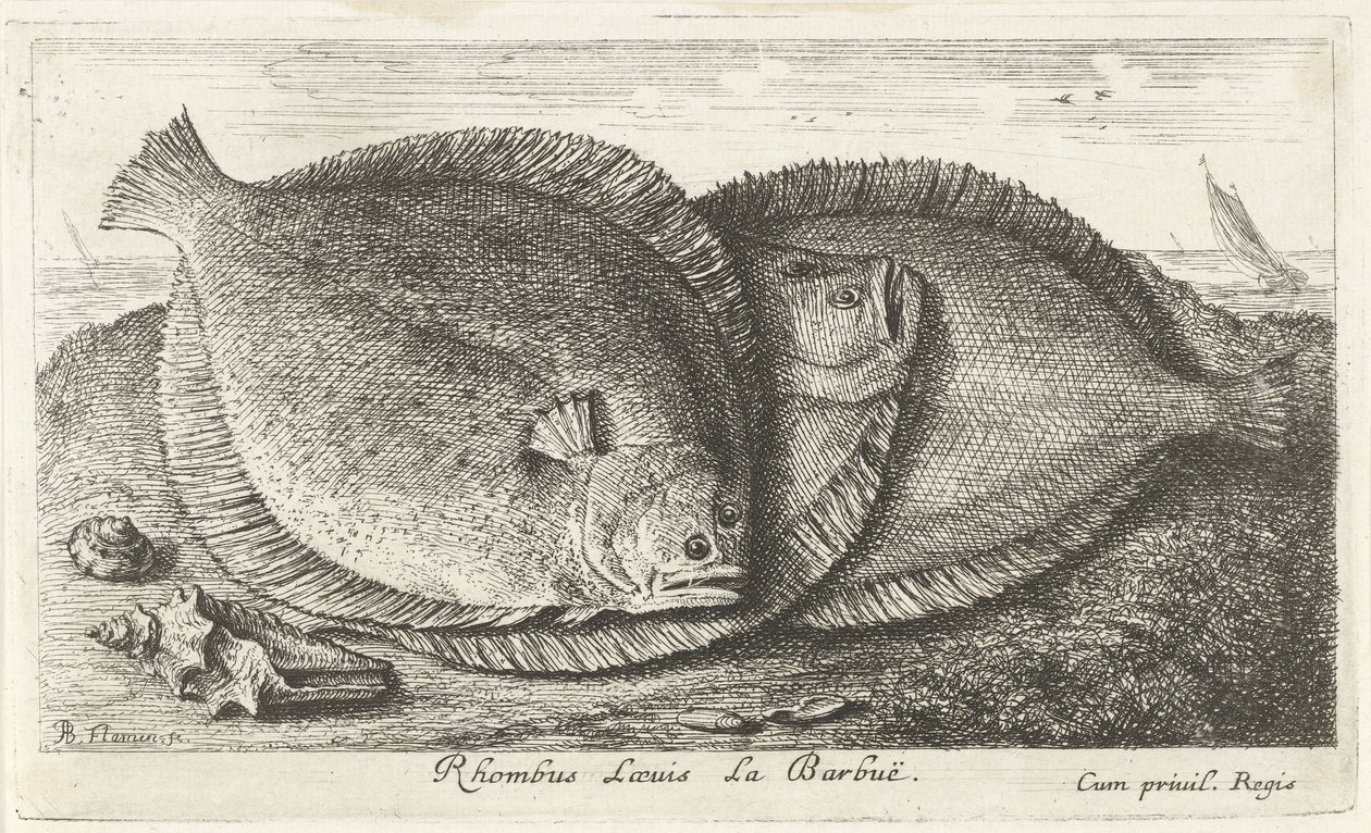 ثلاث فراخ على الشاطئ Rhombus Laeuis La Barbuë (العنوان على الكائن) الأسماك والمخلوقات البحرية الأخرى - السلسلة الثالثة للمياه المالحة (عنوان السلسلة) Poissons de Mer (عنوان السلسلة) بواسطة ألبرت فلمش