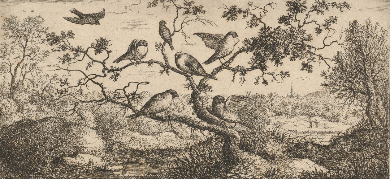Ficedula، Piuoyne The Bullfinch: Livre d'Oyseaux Book of Birds، 1655-1660.، بواسطة ألبرت فلمش