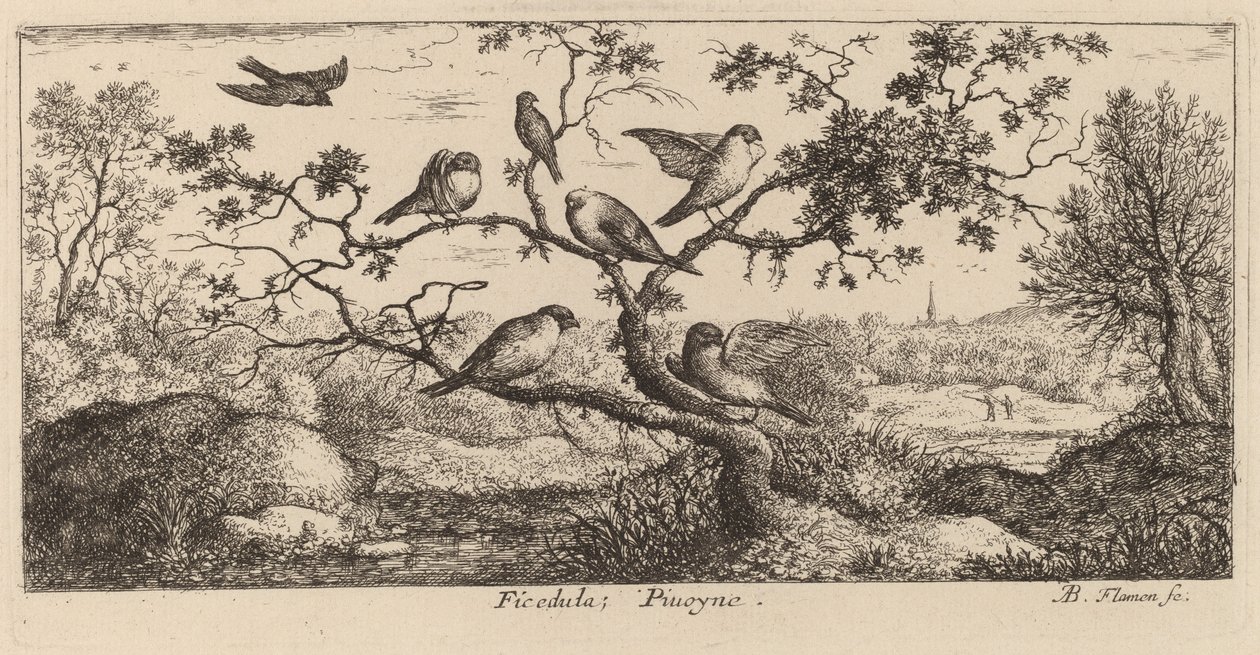 Ficedula ، The Bullfinch بواسطة ألبرت فلمش