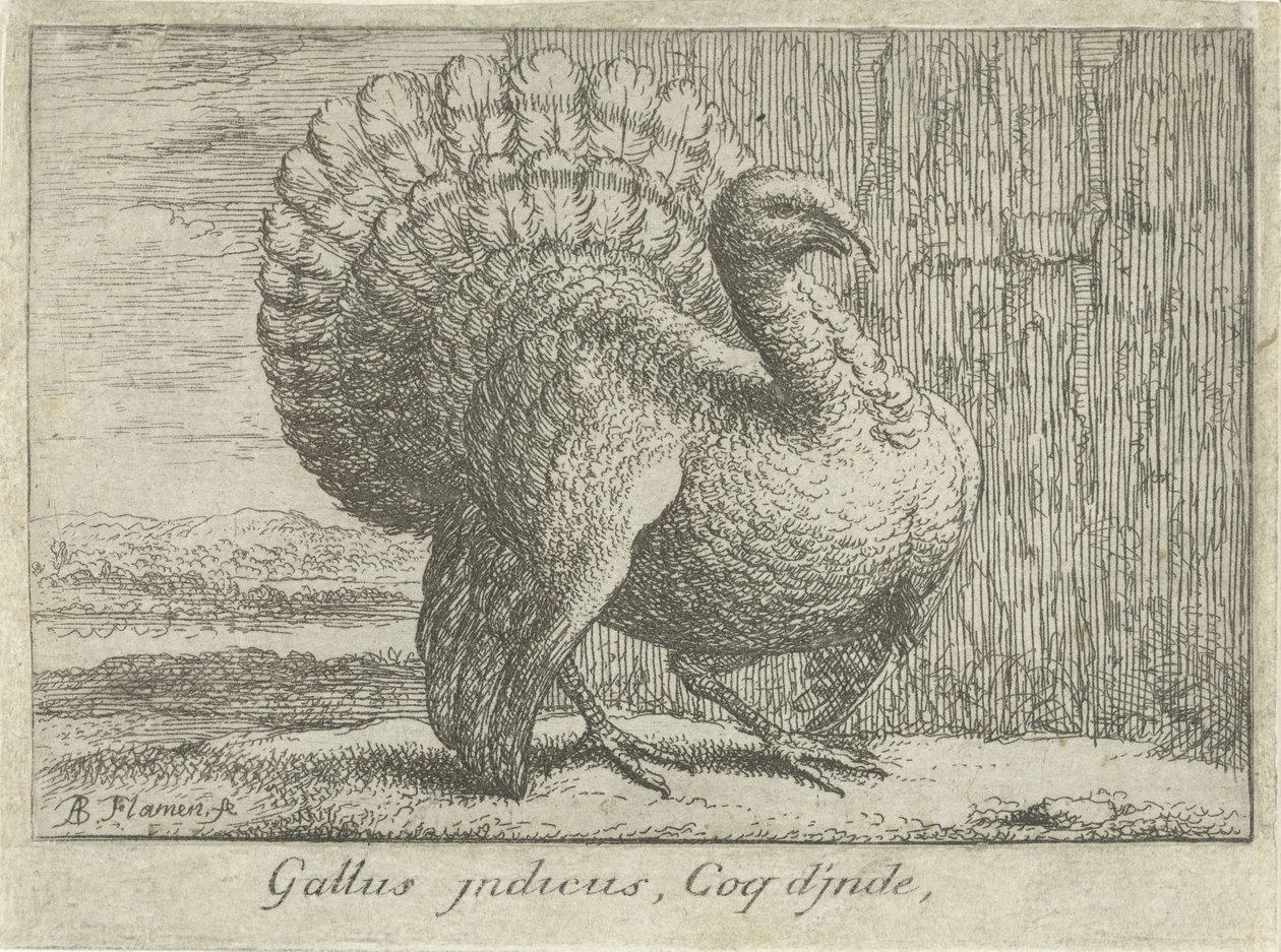 التقى Landschap kalkoen Gallus indicus ، Coq d