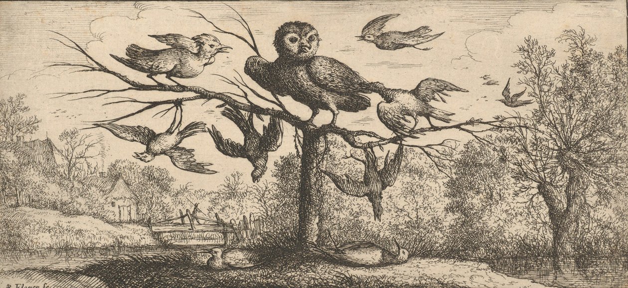 مونيدولا ، Chouëtte The Owl: Livre d'Oyseaux Book of Birds ، 1655-1660. بواسطة ألبرت فلمش