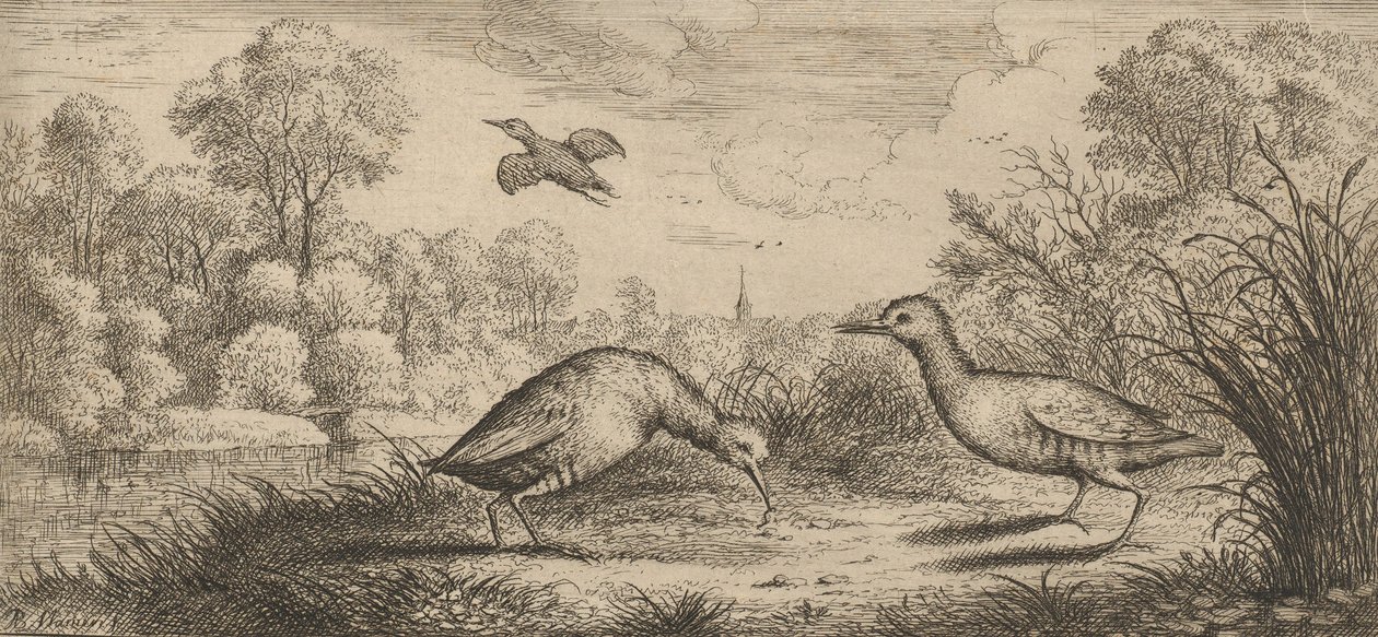 Ortygometra ، Ralle The Rail: Livre d'Oyseaux Book of Birds ، 1655-1660. ، بواسطة ألبرت فلمش
