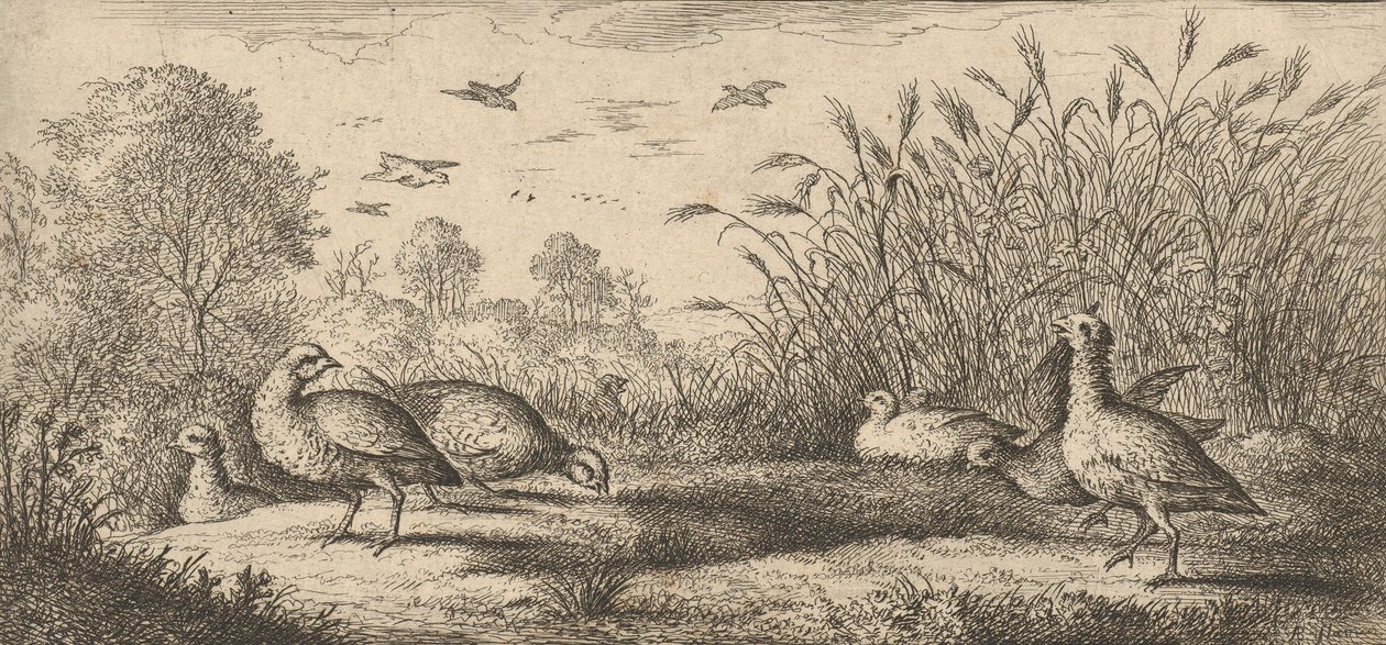 Perdix rubra ، Perdix rouge The Red-Legged Partridge: Livre d'Oyseaux Book of Birds ... ، 1655-1660. بواسطة ألبرت فلمش