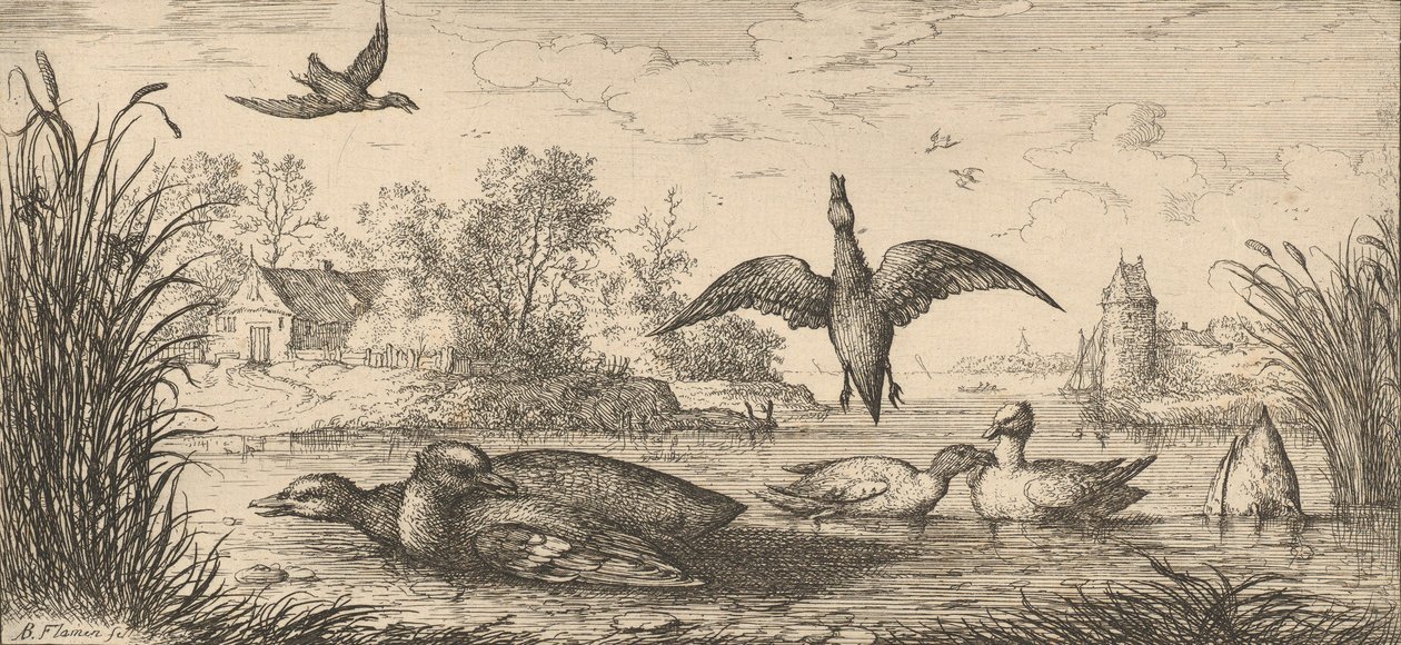 Querquedula ، Cercelle The Teal: Livre d'Oyseaux Book of Birds ، 1655-1660. بواسطة ألبرت فلمش