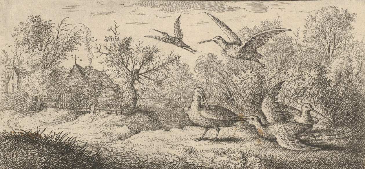 Rusticula ، Beccasse The Woodcock: Livre d'Oyseaux Book of Birds ، 1655-1660. بواسطة ألبرت فلمش
