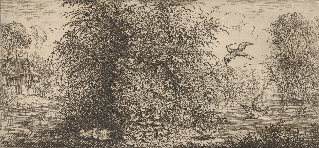 Rusticula Minor ، Beccassine The Snipe: Livre d'Oyseaux Book of Birds ، 1655-1660. ، بواسطة ألبرت فلمش