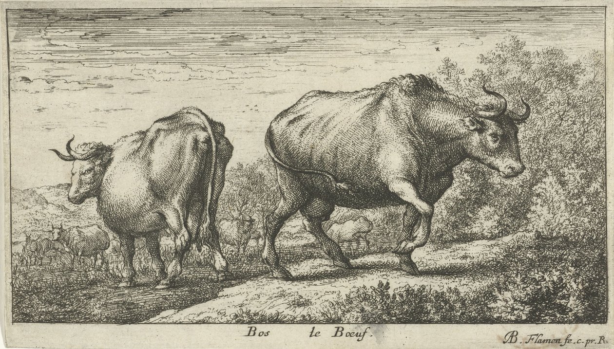 الثيران Bos le Boeuf (العنوان على الكائن) أنواع الحيوانات المختلفة (عنوان السلسلة) بواسطة ألبرت فلمش