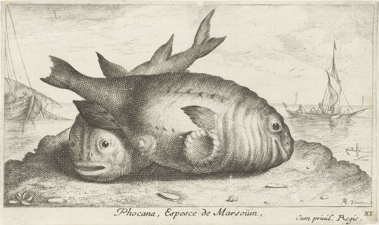 اثنين من خنازير البحر على الشاطئ Phocana ، Espèce de Marsoüin (العنوان على الكائن) الأسماك والمخلوقات البحرية الأخرى - السلسلة الثالثة للمياه المالحة (عنوان السلسلة) Poissons de Mer (عنوان السلسلة) بواسطة ألبرت فلمش