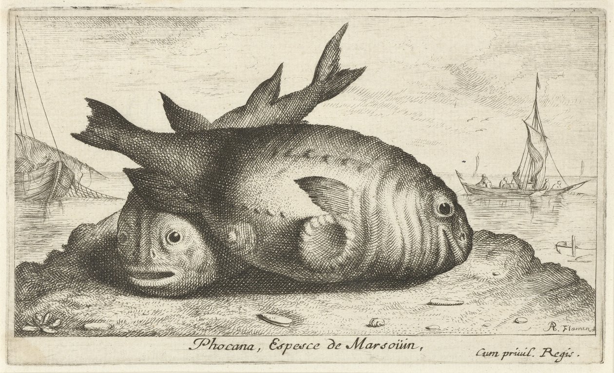 خنازير البحر على الشاطئ Phocana ، Espesce de Marsoüin ، (العنوان على الكائن) الأسماك والمخلوقات البحرية الأخرى - السلسلة الثالثة من المياه المالحة (عنوان السلسلة) Poissons de Mer (عنوان السلسلة) بواسطة ألبرت فلمش