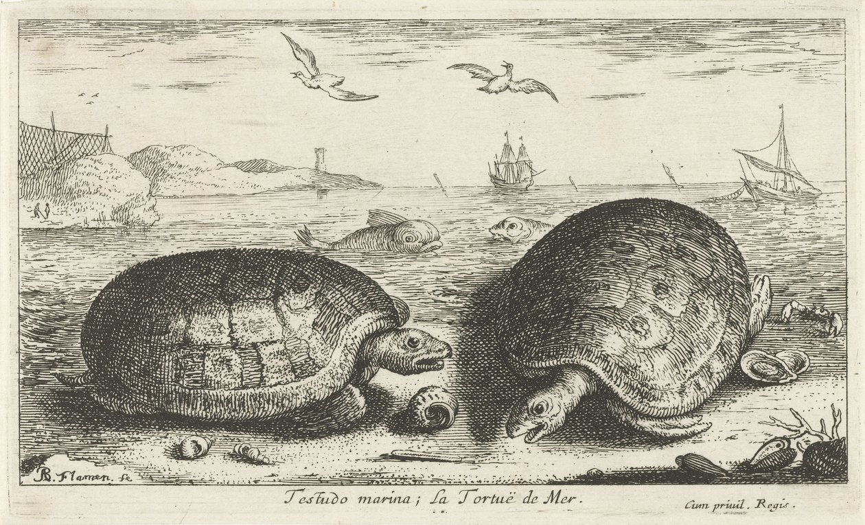 اثنين من السلاحف على الشاطئ مرسى testudo لا تورتو دي مير (العنوان على الكائن) الأسماك والمخلوقات البحرية الأخرى - السلسلة الثانية من المياه المالحة (عنوان السلسلة) Poissons de Mer (عنوان السلسلة) بواسطة ألبرت فلمش