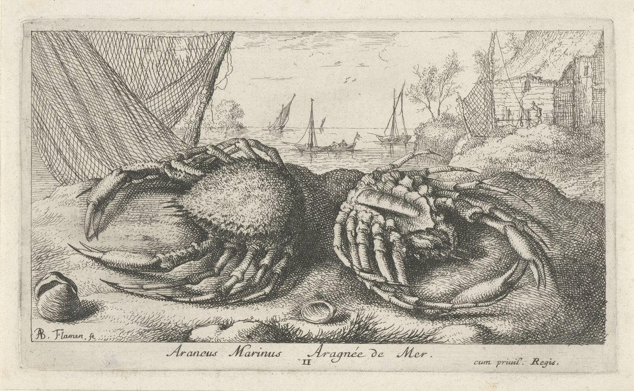 اثنين من سرطان البحر العنكبوت بالقرب من شبكة صيد Araneus Marinus Aragnée de Mer (العنوان على الكائن) الأسماك والمخلوقات البحرية الأخرى - السلسلة الثانية من المياه المالحة (عنوان السلسلة) Poissons de Mer (عنوان السلسلة) بواسطة ألبرت فلمش